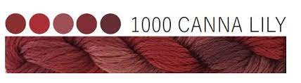 1000 Canna Lily