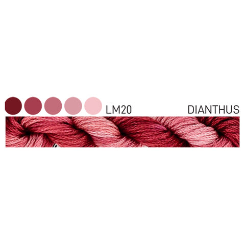 Forage Cottage Garden Threads Dianthus